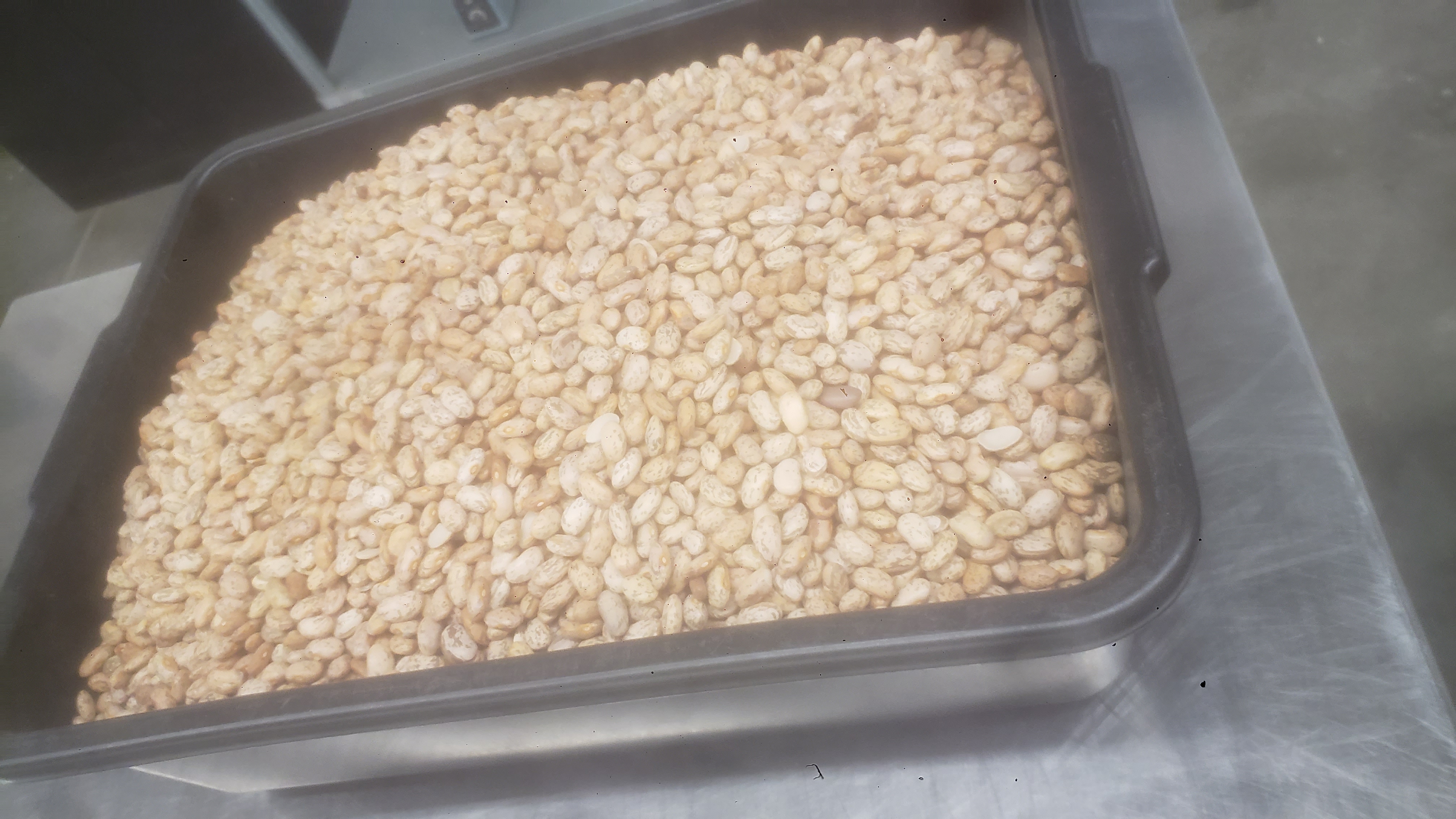 Plastic tubs filled with pinto beans.